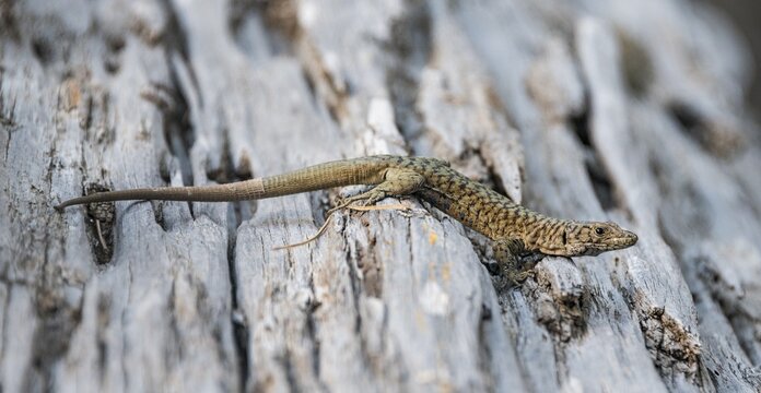Bedriaga's rock lizard (Archaeolacerta bedriagae) on tree trunk, Corsica, France
