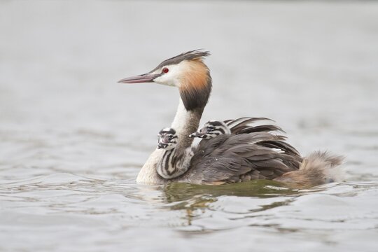 Great Crested Grebe (Podiceps cristatus) with two chicks in plumage, North Hesse, Hesse, Germany