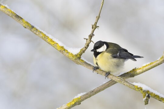 Great tit (Parus major) sitting on snowy branch, Hesse, Germany