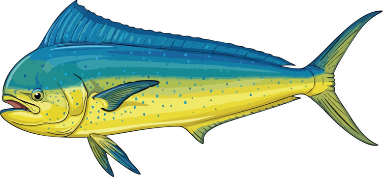 Illustration of a mahi-mahi or common dolphinfish featuring bright yellow and blue coloring isolated on a white background dolphinfish saltwater tropical colorful offshore gamefish