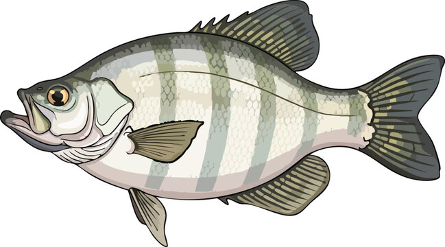 Black crappie fish illustration with freshwater fish game fish aquatic life sport fishing food source wildlife ichthyology fictional illustration underwater side view educational