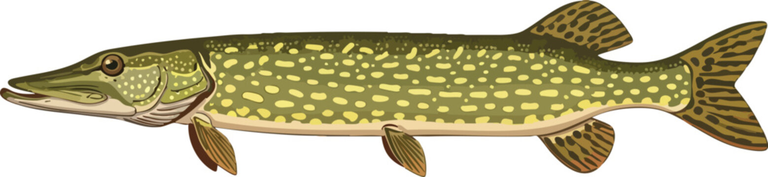 Northern pike fish illustration with freshwater fish game fish aquatic life sport fishing food source long body pointed snout predator wildlife ichthyology fictional illustration