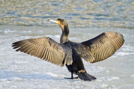 Great Cormorant (Phalacrocorax carbo) standing with outstretched wings on ice, North Hesse, Hesse, Germany