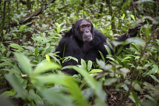 Chimpanzee (Pan Troglodytes), male on the ground, jungle in Kibale National Park, Uganda