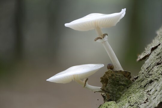 Porcelain Fungus (Oudemansiella mucida), Emsland, Lower Saxony, Germany
