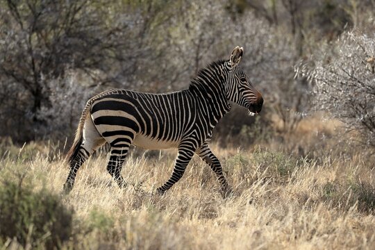 Cape Mountain Zebra (Equus zebra zebra), adult, running, foraging, Mountain Zebra National Park, Eastern Cape, South Africa