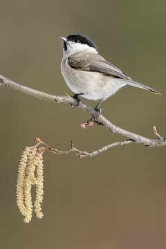 Marsh Tit (Poecile palustris, formerly Parus palustris) sitting on lowering hazel shrub