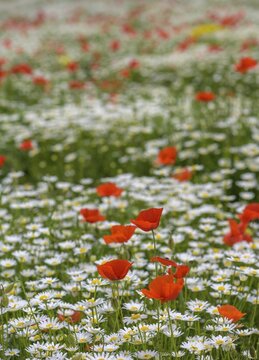 Flowering poppy and daisy field, Campo Imperatore, Province of L'Aquila, Italy