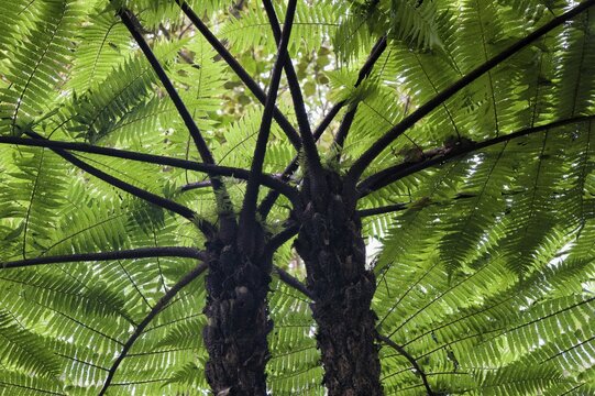 Giant tree ferns, Andasibe-Mantadia National Park, Madagascar