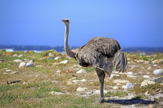 South African Ostrich (Struthio camelus australis), adult female, Cape of Good Hope, Table Mountain National Park, Western Cape, South Africa