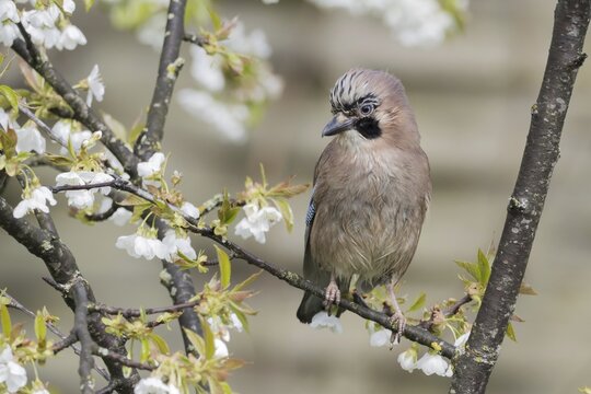 Eurasian jay (Garrulus glandarius) sitting on a branch of a flowering cherry tree, Hesse, Germany