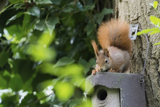 A squirrel (Sciurus vulgaris) sits curiously on a birdhouse next to a tree, Hesse, Germany