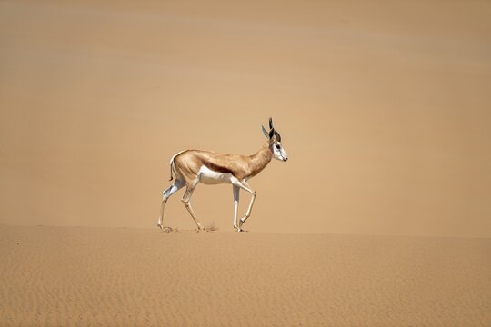 Springbok (Antidorcas marsupialis) on a sand dune, Namib Desert, Namib Naukluft Park, Namibia