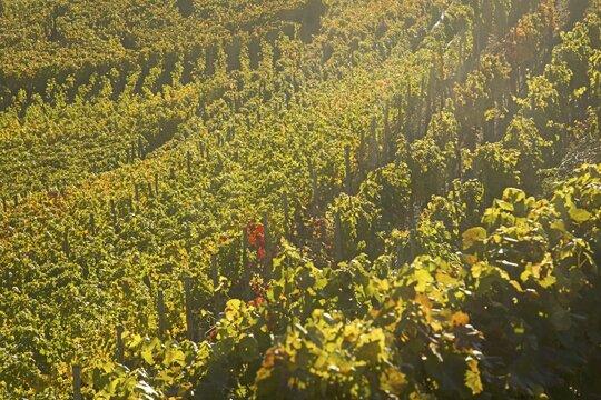 Vineyards in autumn, Ahr valley, red wine of the Pinot Noir and Portugieser grape is grown here, red wine growing region, Eifel, Rhineland-Palatinate, Germany
