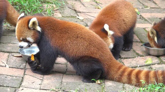 Himalayan racoon, red panda (Ailurus fulgens) bear or raccoon in Chengdu City Zoo. State animal of Sikkim
