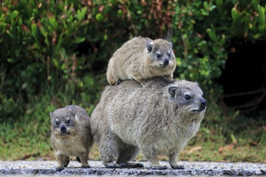 Rock Hyrax (Procavia capensis) adult female with two young, social behavior, Betty's Bay, Western Cape, South Africa