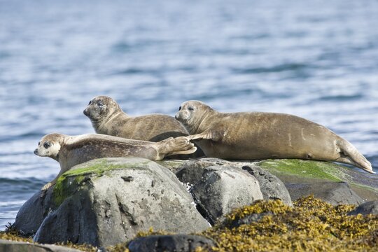 Harbour or Harbor Seals (Phoca vitulina), Westfjords or West Fjords, Iceland, Europe