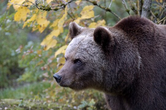 Portrait European brown bear (Ursus arctos)