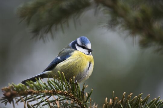 Blue tit (Parus caeruleus), Emsland, Lower Saxony, Germany