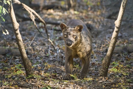 Fossa (Cryptoprocta ferox), Kirindy forest, Toliara province, Madagascar