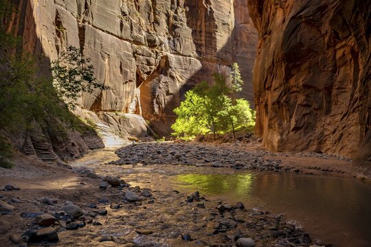 Tree in the Canyon, The Narrows, Virgin River bottleneck, Zion Canyon cliffs, Zion National Park, Utah, USA