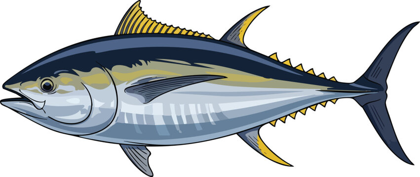 Detailed illustration of a yellowfin tuna fish side view with yellowfin wildlife swimming ichthyology predator saltwater gamefish commercial isolated illustration realistic ecosystem