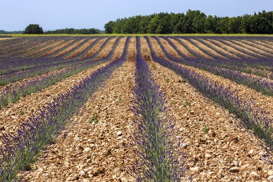 Lavender field, flowering true lavender (Lavandula angustifolia), near Valensole, Provence, Provence-Alpes-Cote d Azur, South of France, France
