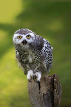 Snowy owl (Bubo scandiacus), adult, hooting, on lookout, Kasselburg, Eifel, Germany