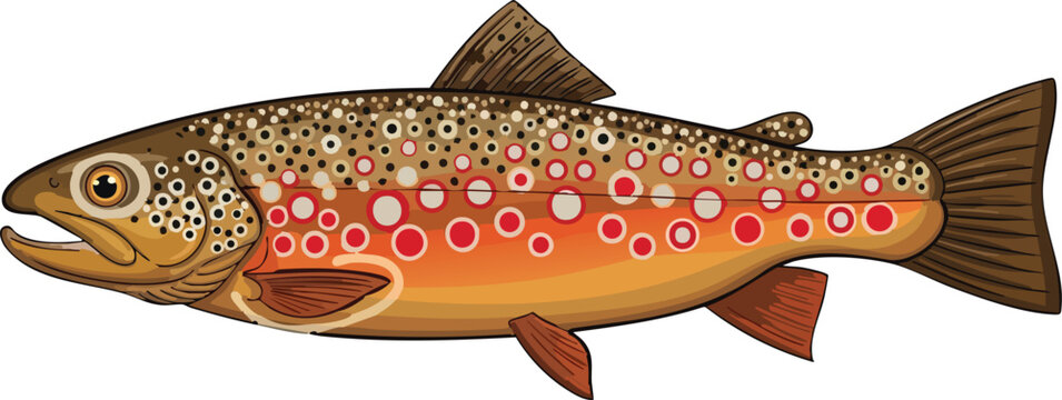 Illustration of a brown trout fish with distinctive red spots and a speckled body isolated on a white background salmo trutta freshwater fish aquatic animal river fish lake fish food fish