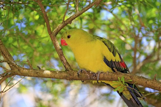 Regent Parrot (Polytelis anthopeplus), adult male, perched on a tree, South Australia, Australia