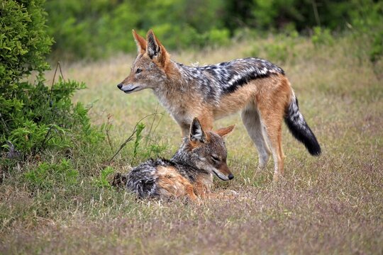 Black-backed Jackals (Canis mesomelas), adult, couple, social behavior, Addo Elephant National Park, Eastern Cape, South Africa