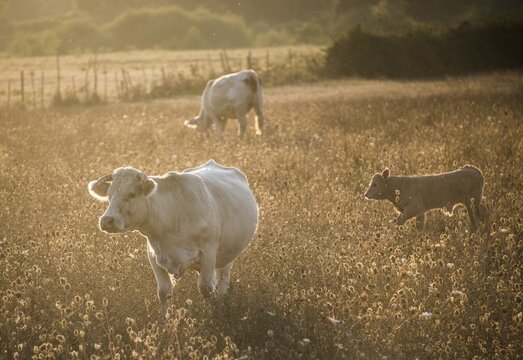 Charolais cattle, cows in a pasture in the evening light, Charolais cattle, Corsica, France