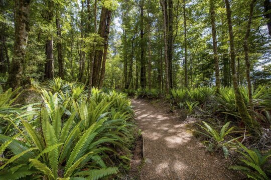 Hiking trail through forest with ferns, temperate rainforest, Kepler Track, Fiordland National Park, Southland, New Zealand
