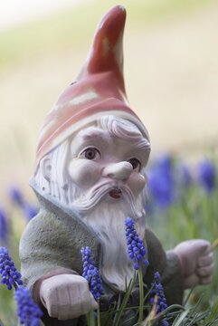 Garden gnome amongst grape hyacinths (Muscari botryoides)