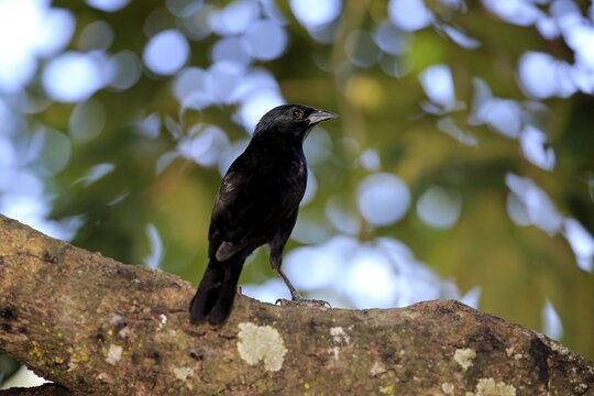 Chopi blackbird (Gnorimopsar chopi) on a tree, Pantanal, Mato Grosso, Brazil