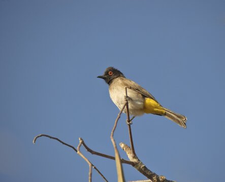 Black-fronted Bulbul (Pycnonotus nigricans), Etosha National Park, Namibia, Africa