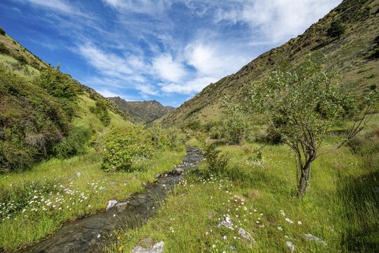 Green valley, flowering meadow with mountain stream Grandview Creek, Grandview Mountain Track, Lake Hāwea, Southern Alps, Otago, South Island, New Zealand