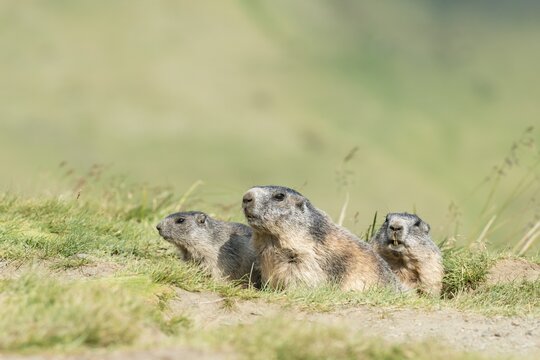 Three alpine marmots (Marmota marmota) peeking out of den, High Tauern National Park, Carinthia, Austria