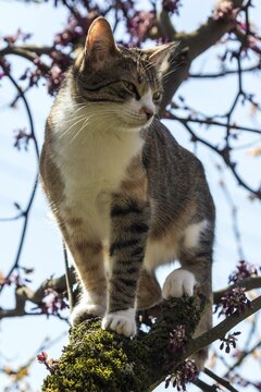 Cat (Felis catus), European shorthair, cat, tricolour, tortoiseshell cat, climbing Judas tree (Cercis siliquastrum) Judas Tree, Baden-W&uuml;rttemberg, Germany