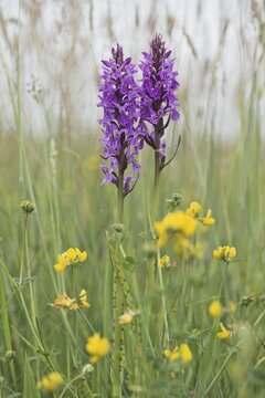 Moorland spotted orchid (Dactylorhiza maculata), Emsland, Lower Saxony, Germany