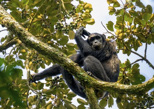 Chimpanzee (Pan Troglodytes), adult male in a tree, pensive look, Murchison Falls National Park, Uganda