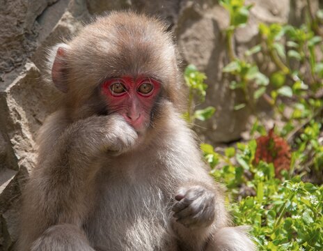 Japanese macaque (Macaca fuscata), young animal, Yamanouchi, Nagano Prefecture, Honshu Island, Japan