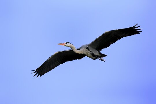 Grey Heron (Ardea cinerea), adult in breeding plumage, flying, Baden-W&uuml;rttemberg, Germany