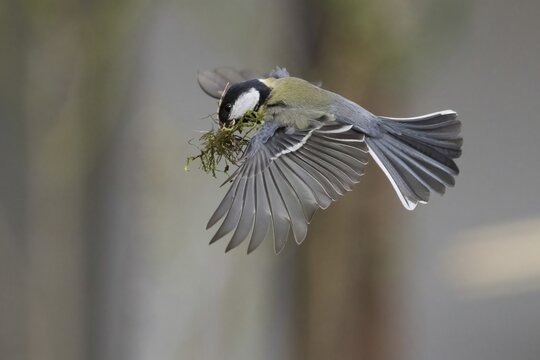 A great tit (Parus major) in flight with moss in its beak, nesting material, Hesse, Germany