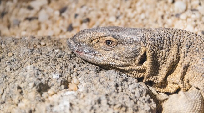White-throated Monitor Lizard (Varanus albigularis), Living Desert Snake Park, Walvis Bay, Namibia