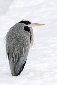 Grey Heron (Ardea cinerea) in snow