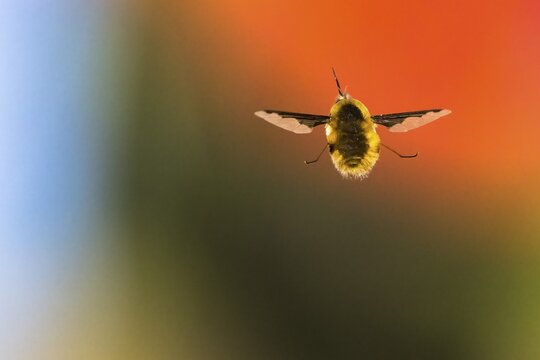 Spotted woolly hawk moth (Bombylius discolor), flying, Hesse, Germany