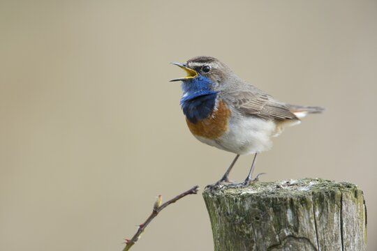 Bluethroat (Luscinia svecica), Emsland, Lower Saxony, Germany