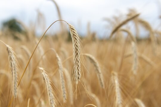 Ears of corn, wheat field, traditional agricultural cultivation, open-air museum Dom&auml;ne Dahlem, Berlin, Germany