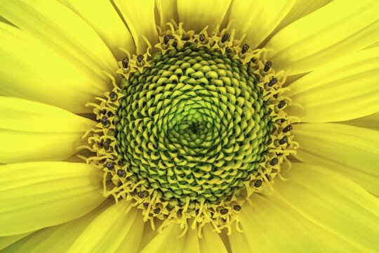 Rough oxeye (Heliopsis helianthoides), flowering, macro photo, Baden-W&uuml;rttemberg, Germany